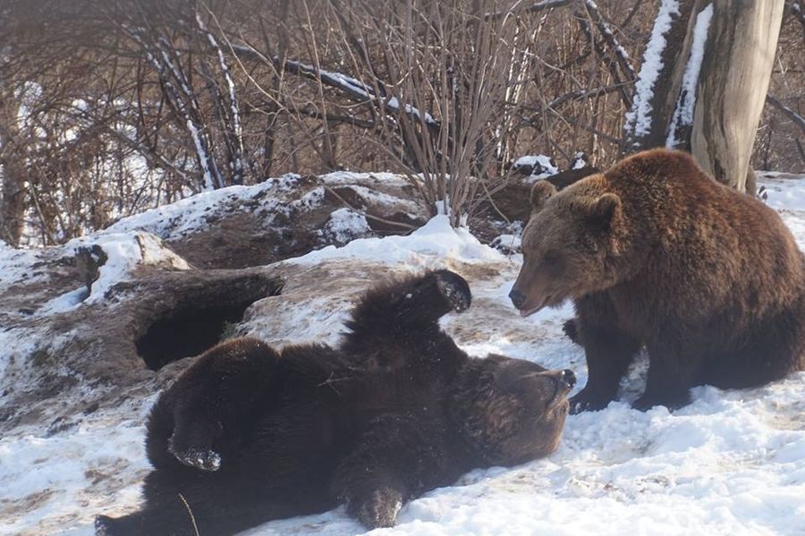 libearty bären im winter 1