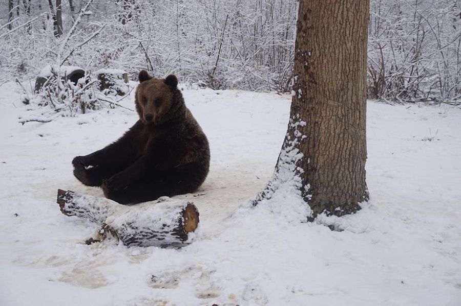 libearty bären im winter 3