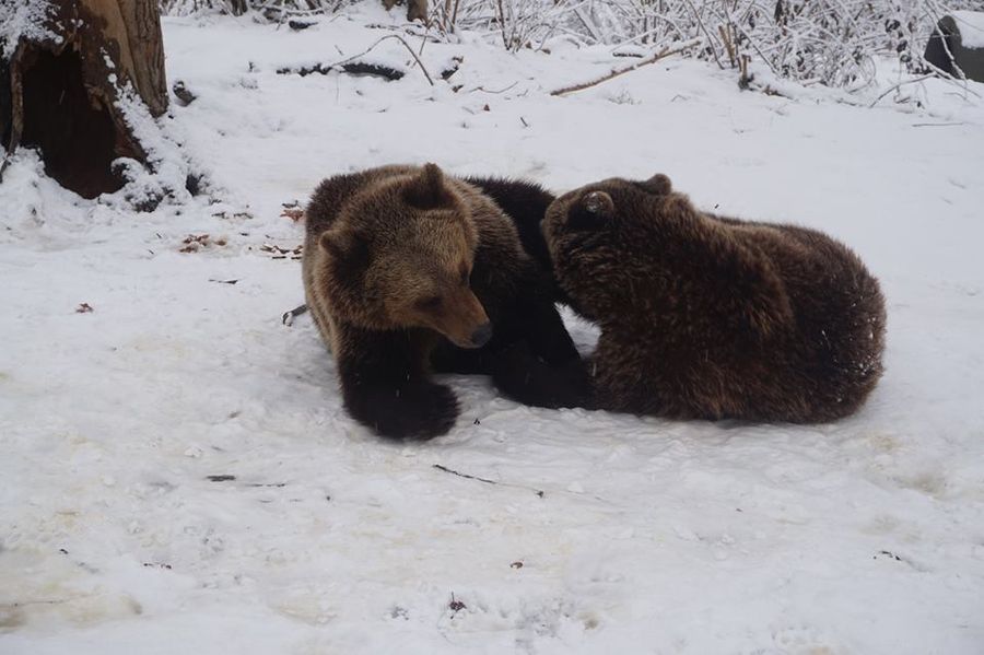 libearty bären im winter 3