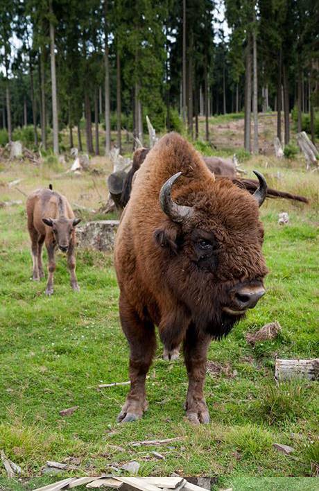 wisent groß